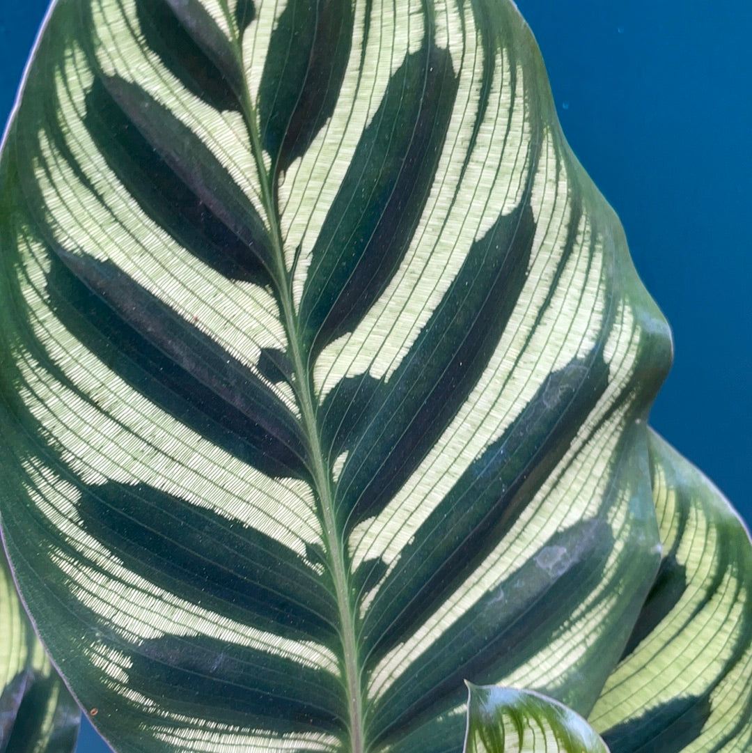 Calathea Makoyana