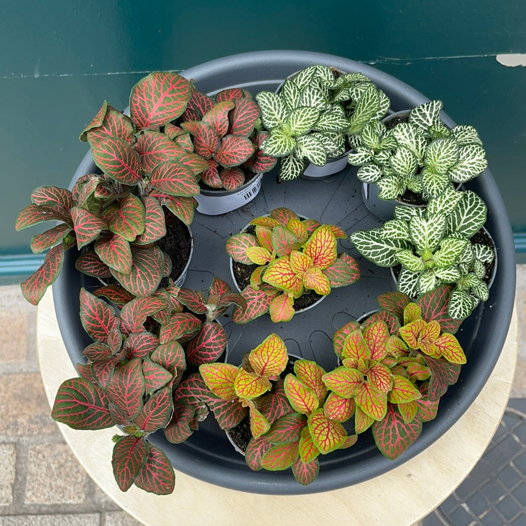 Fittonia Mini