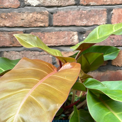 Philodendron Prince of Orange