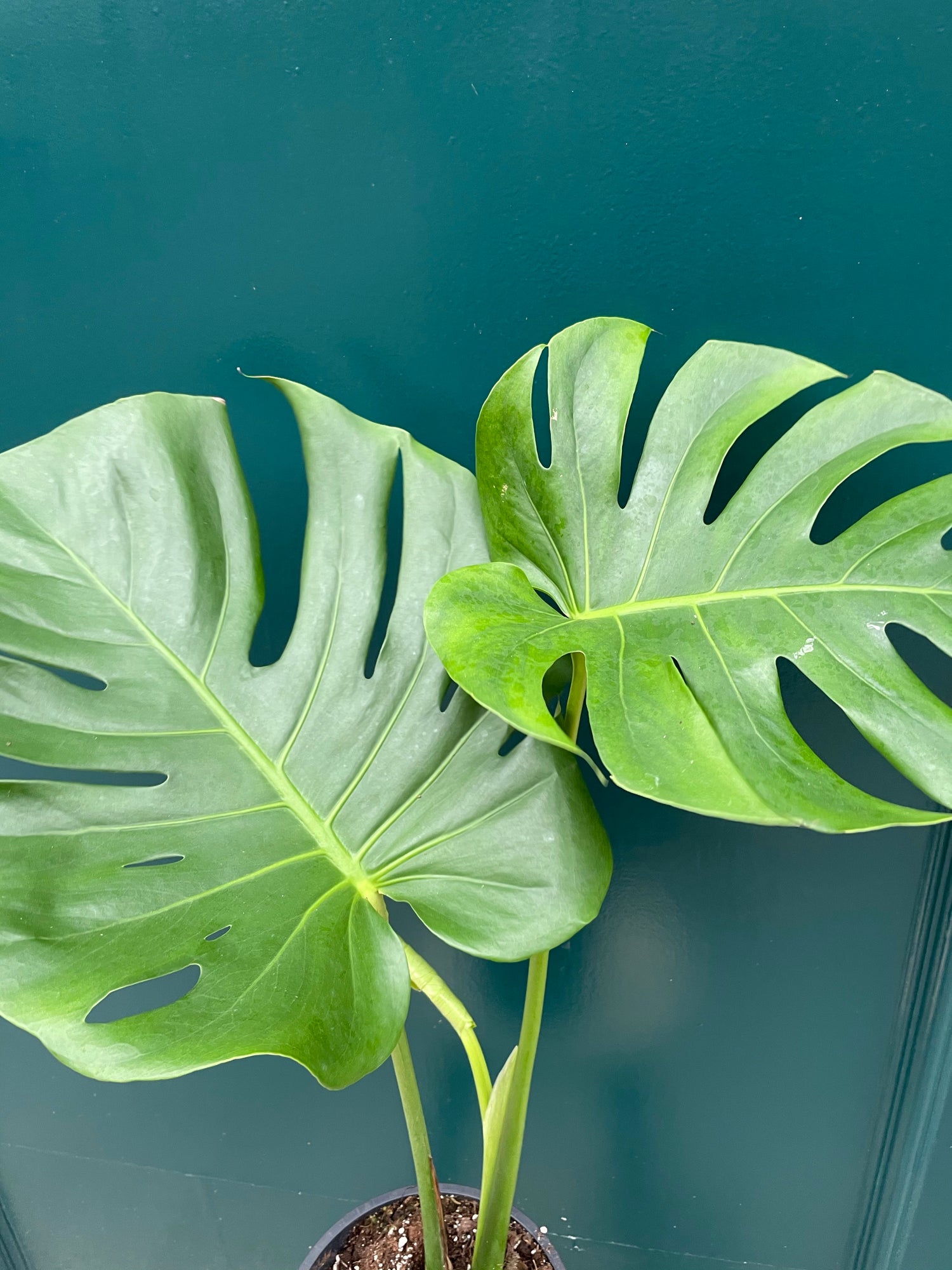 Monstera Deliciosa XL Leaves (Collection Only)