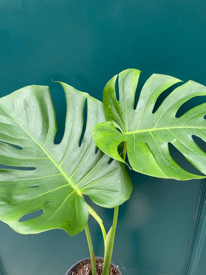 Monstera Deliciosa XL Leaves (Collection Only)