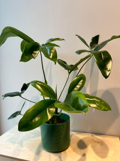 Philodendron Fun Bun