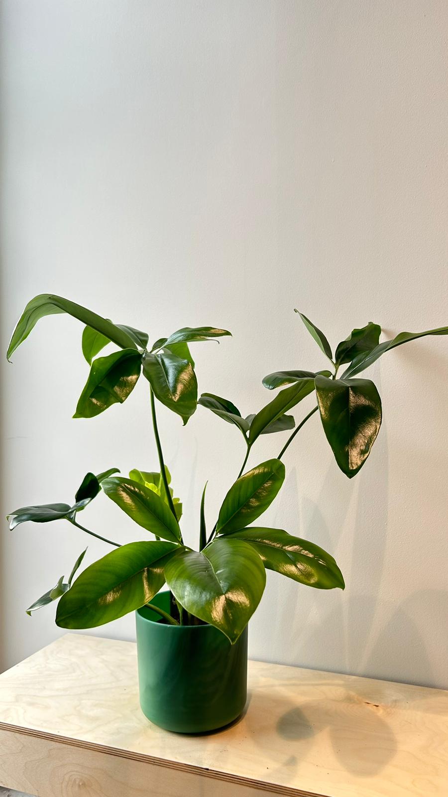 Philodendron Fun Bun