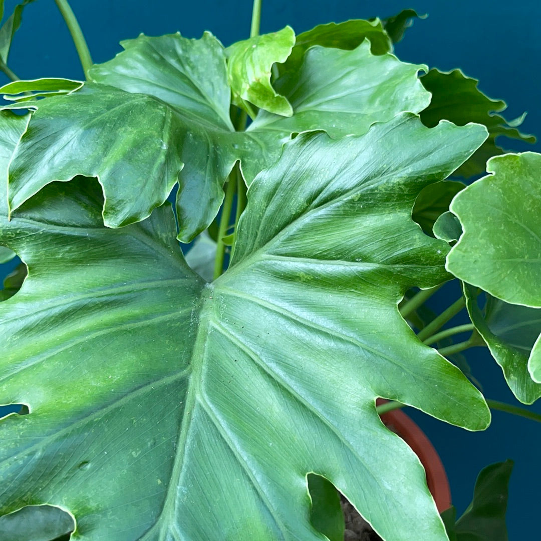 Philodendron Shangr-La