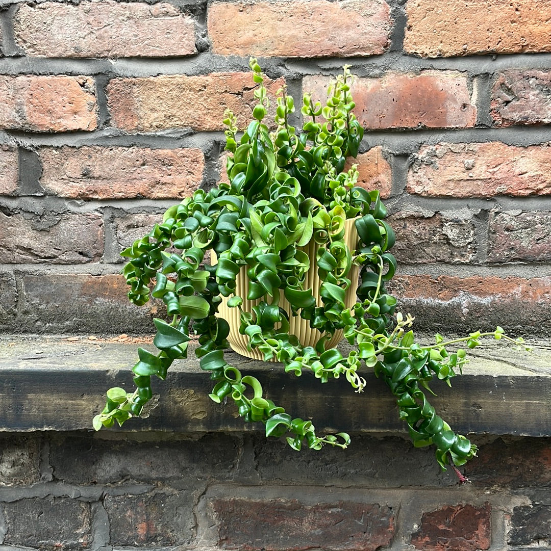 Aeschynanthus Rasta