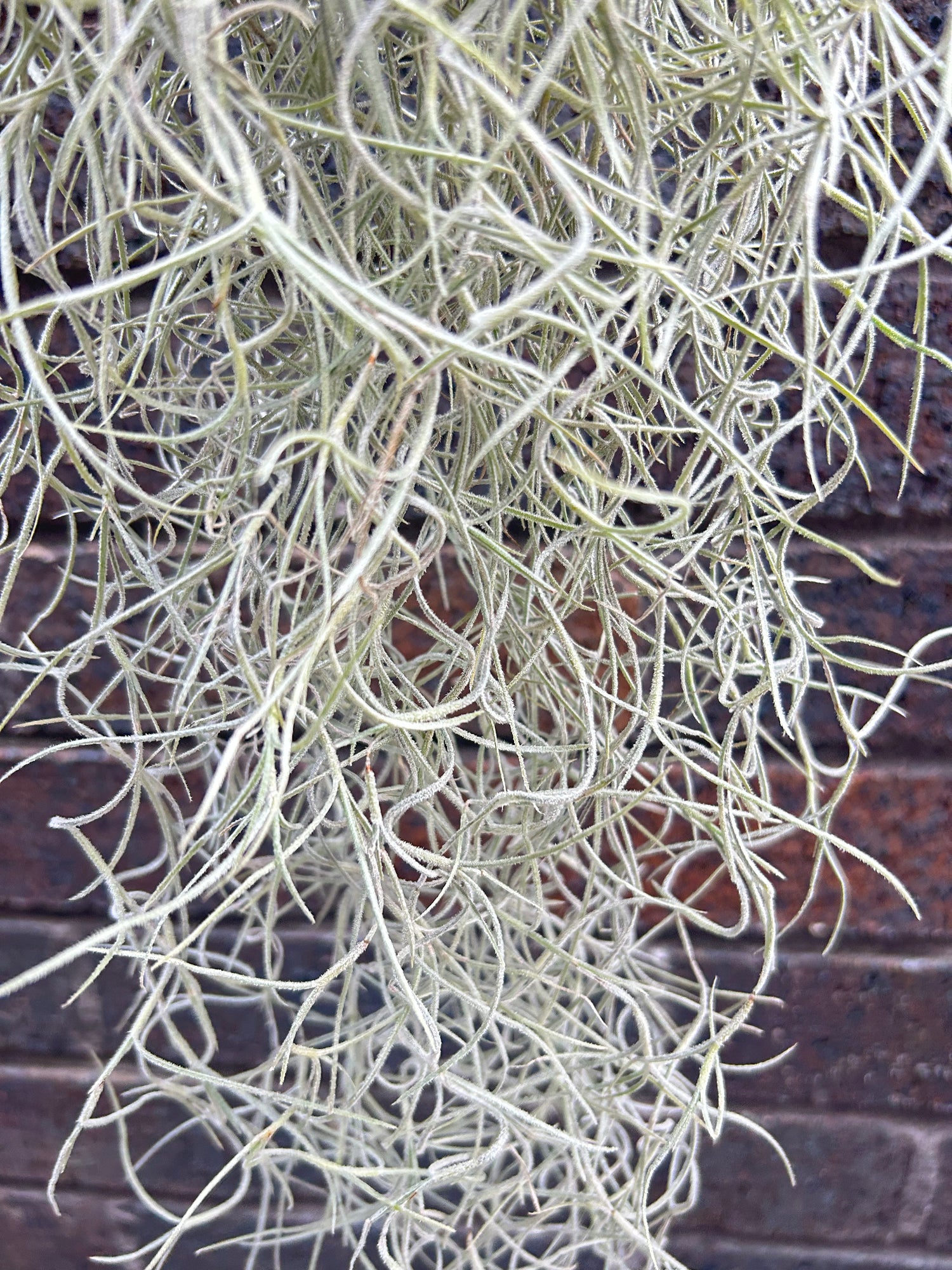 Tillandsia Usneoides &quot; Spanish Moss&quot;
