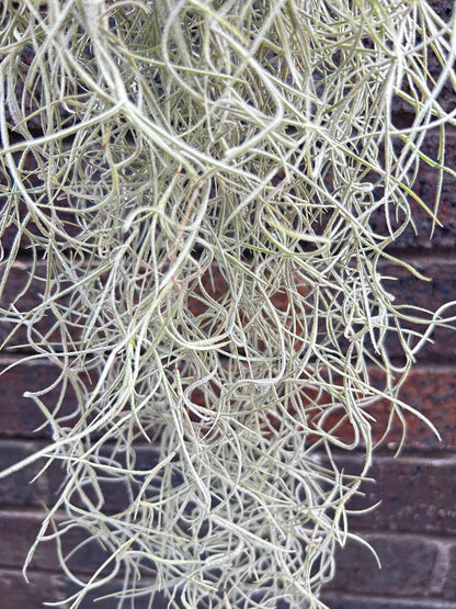 Tillandsia Usneoides &quot; Spanish Moss&quot;