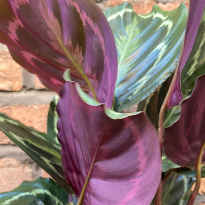 Calathea Medallion