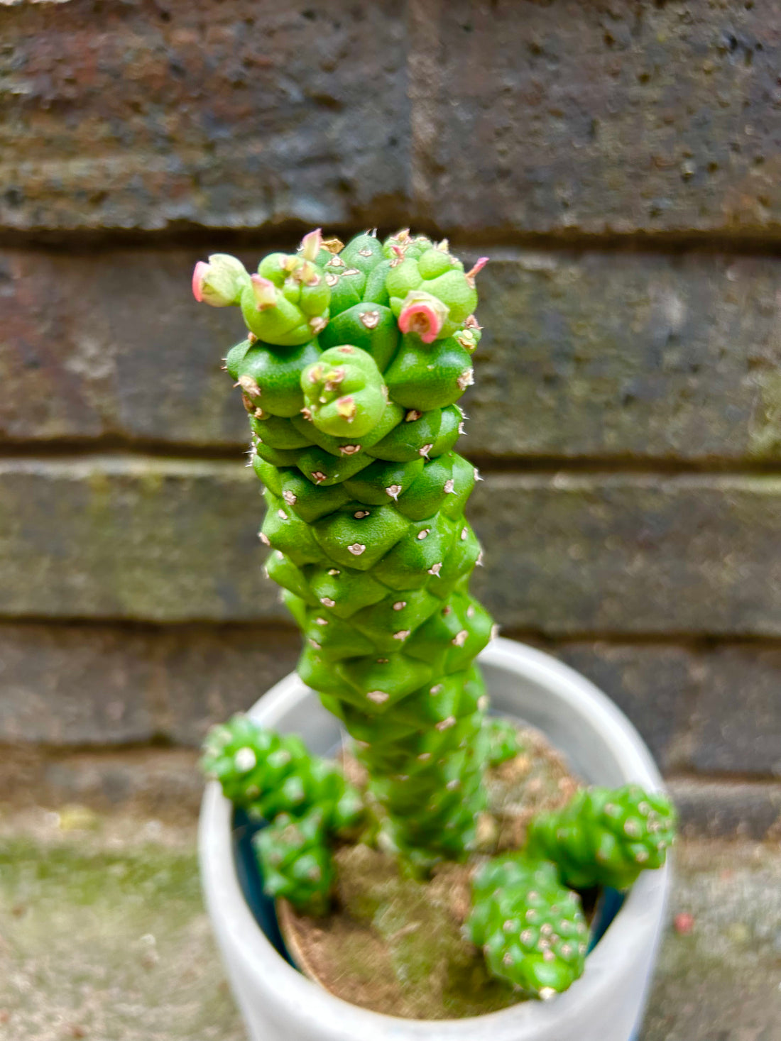 Euphorbia Ritchie