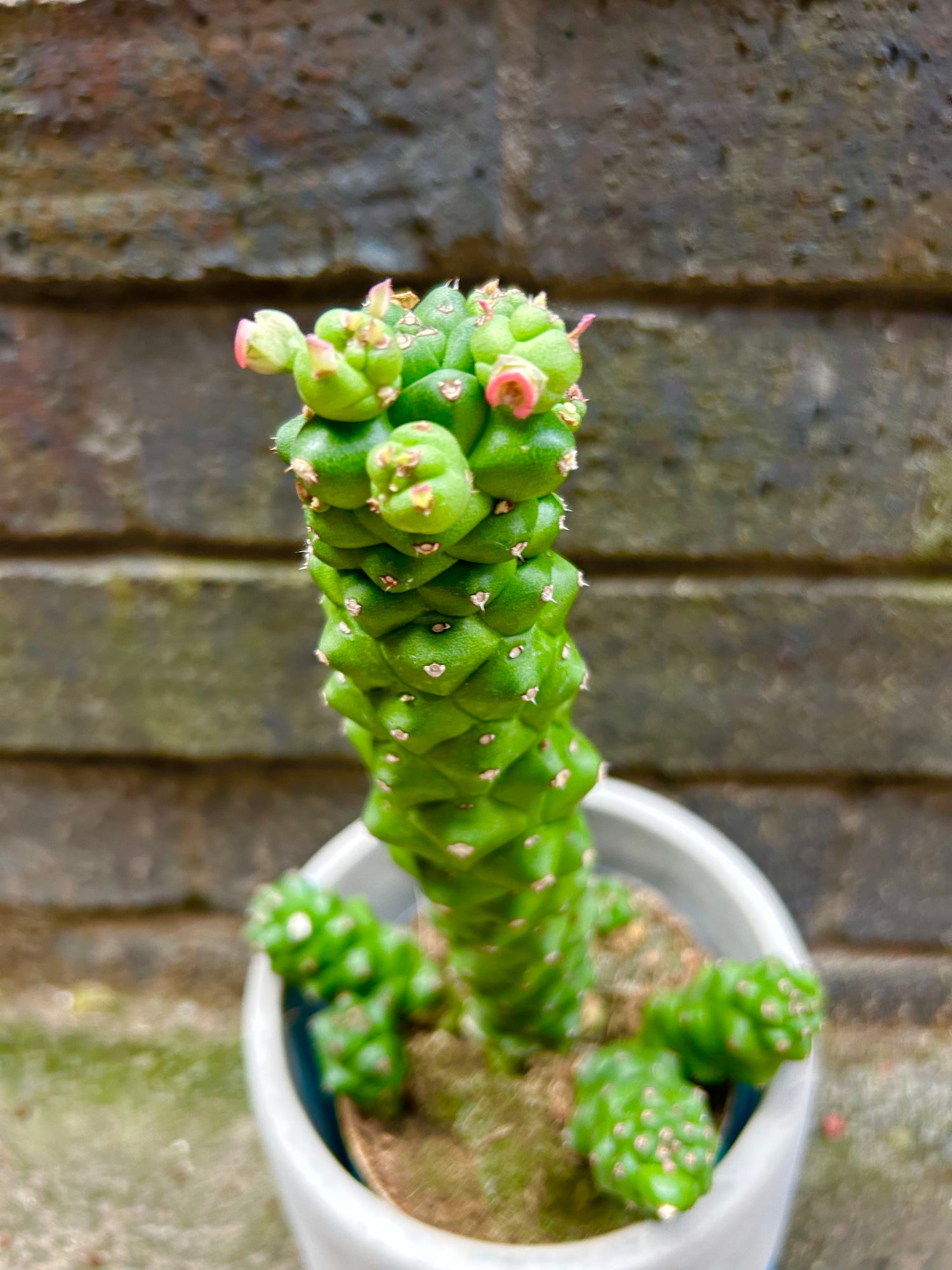 Euphorbia Ritchie