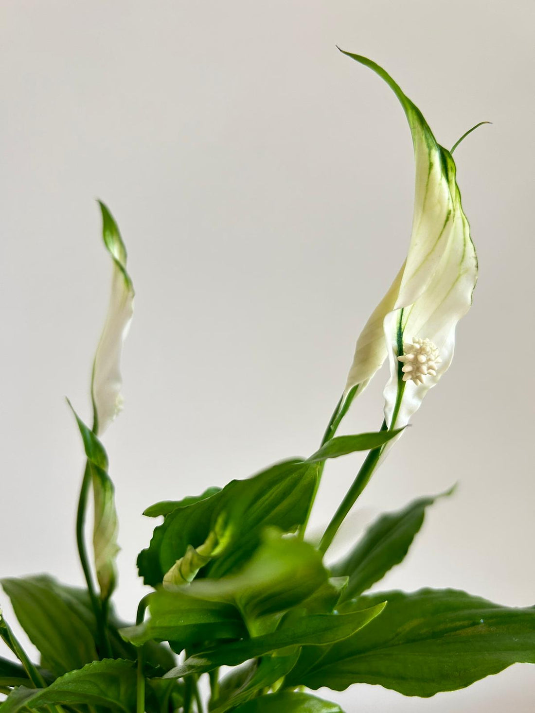 Peace Lilly Kokedama