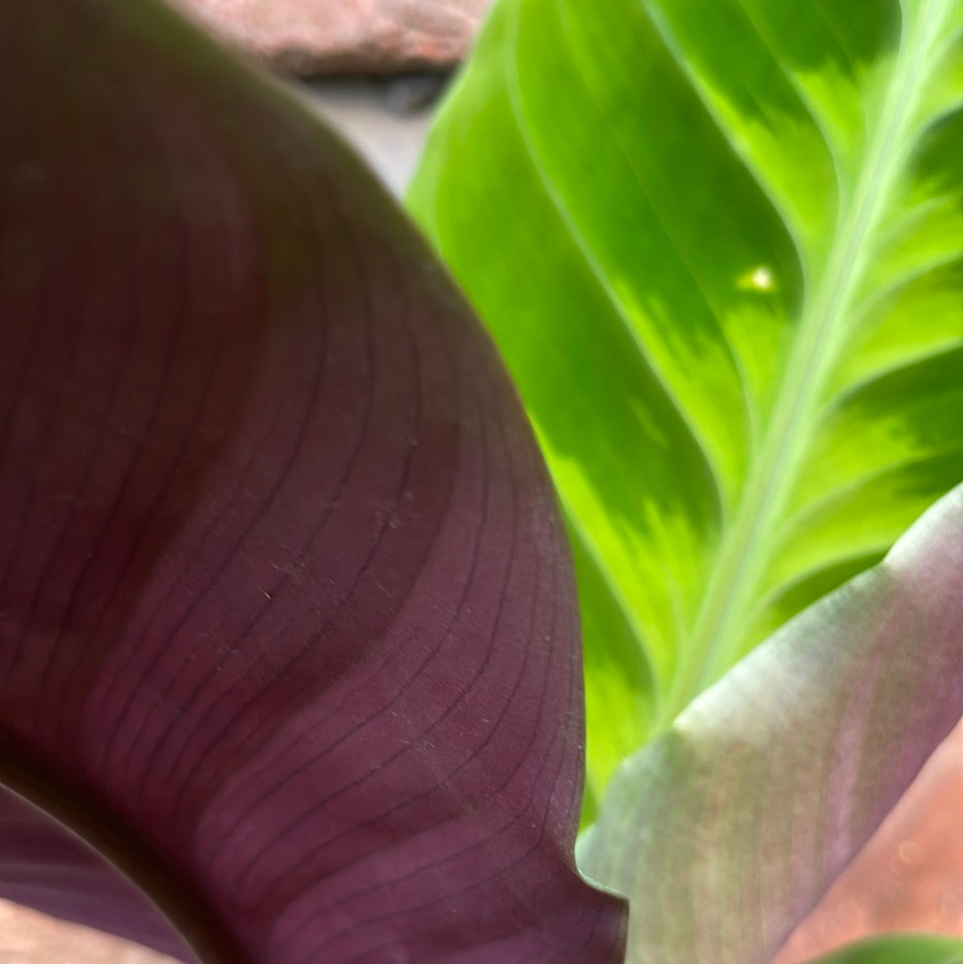 Calathea Warscewiczii