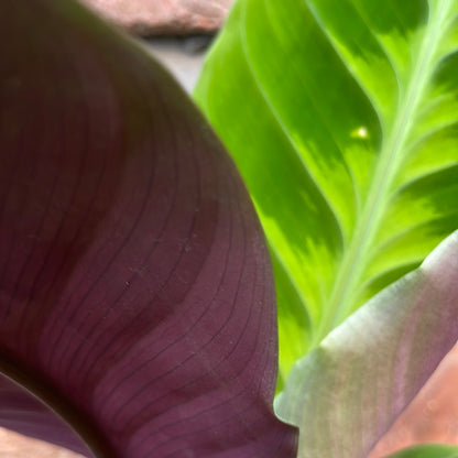 Calathea Warscewiczii