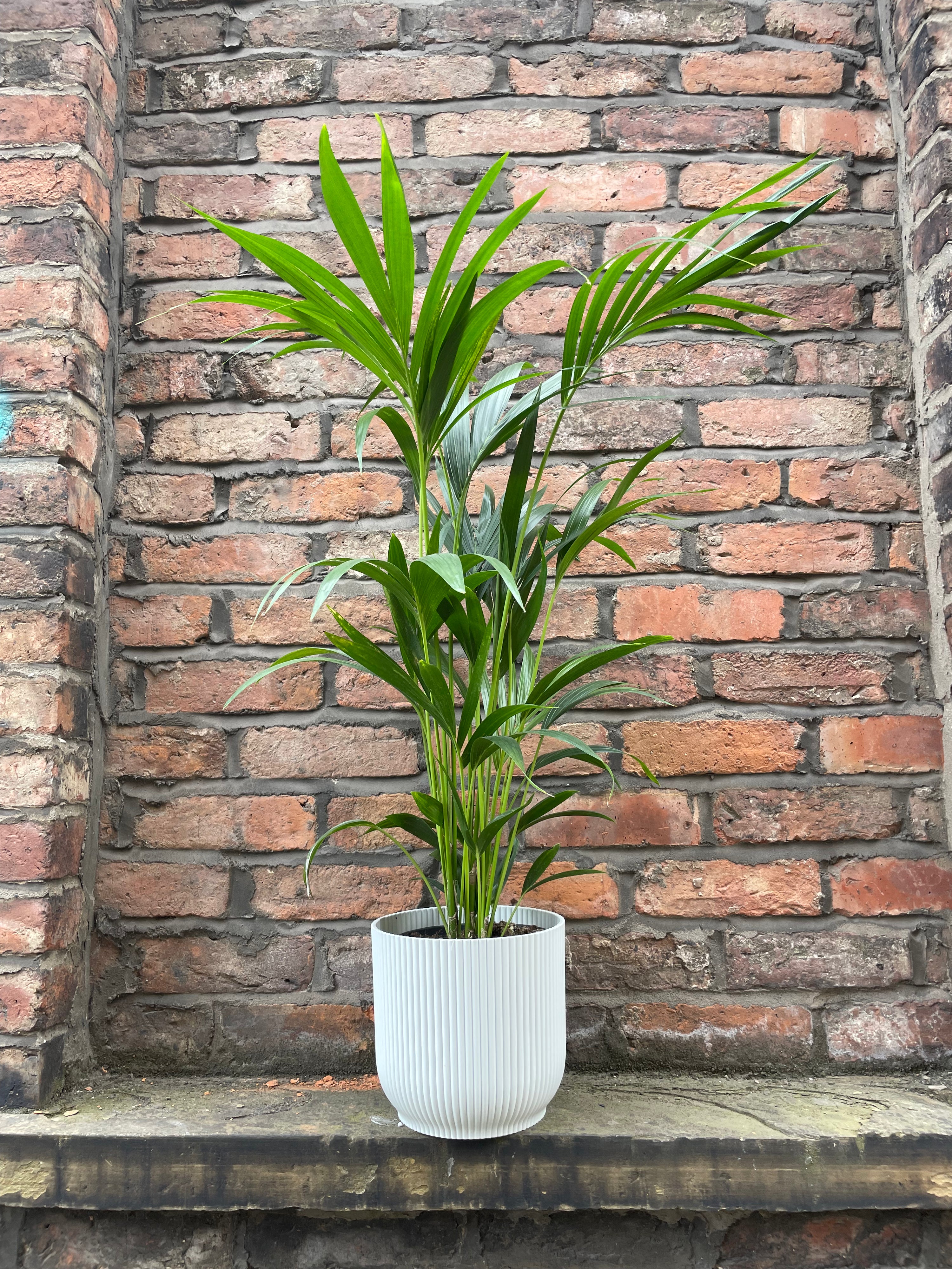 Kentia Palm