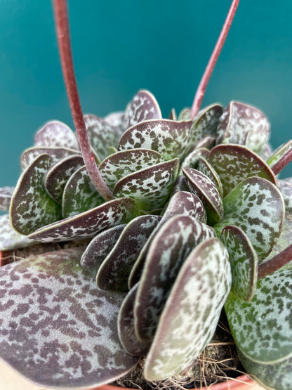Adromischus Trigynus