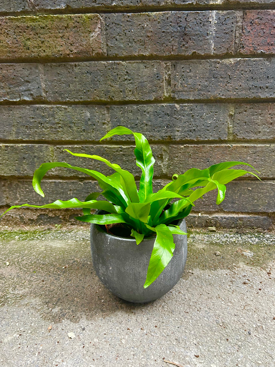 Asplenium Antuquum