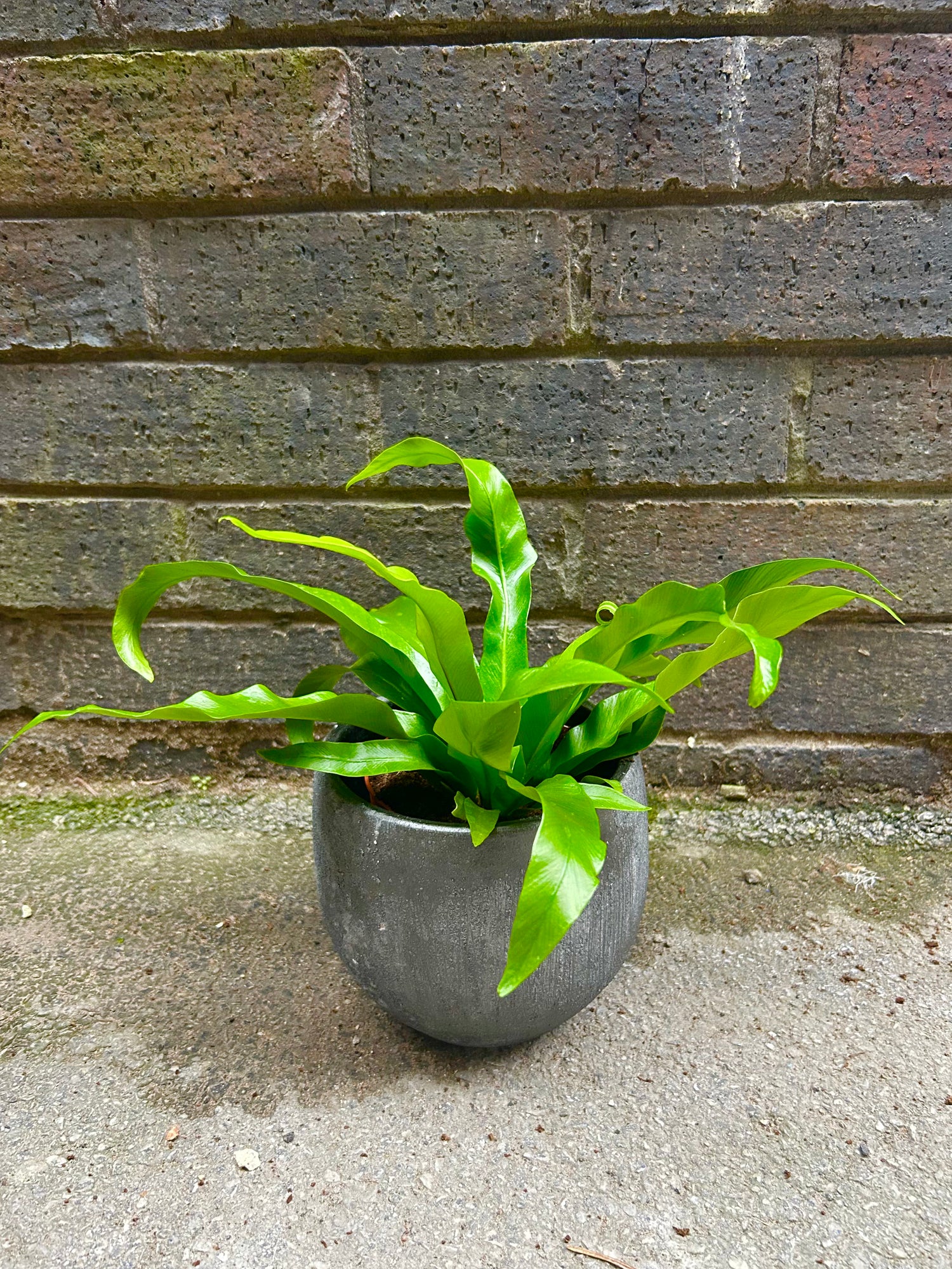 Asplenium Antuquum