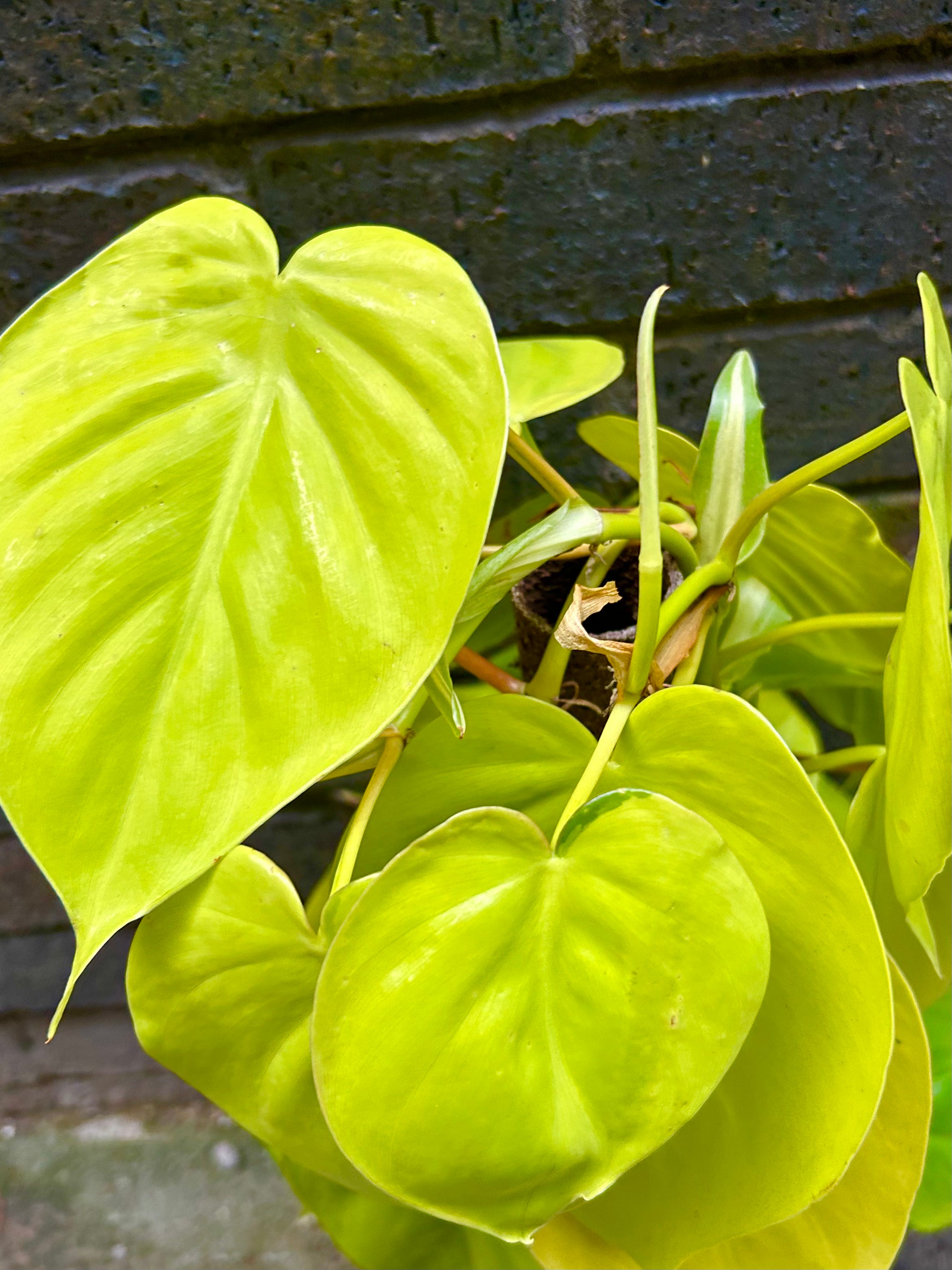 Philodendron Scandens &