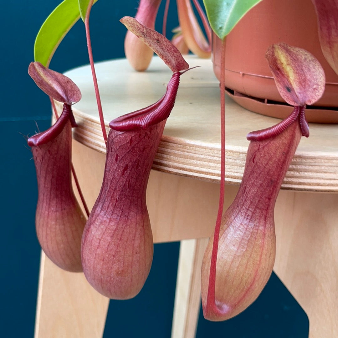 Nepenthes Monkey Jar