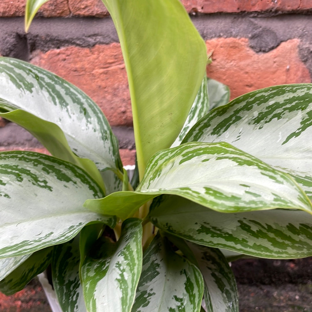 Aglaonema Silver Bay