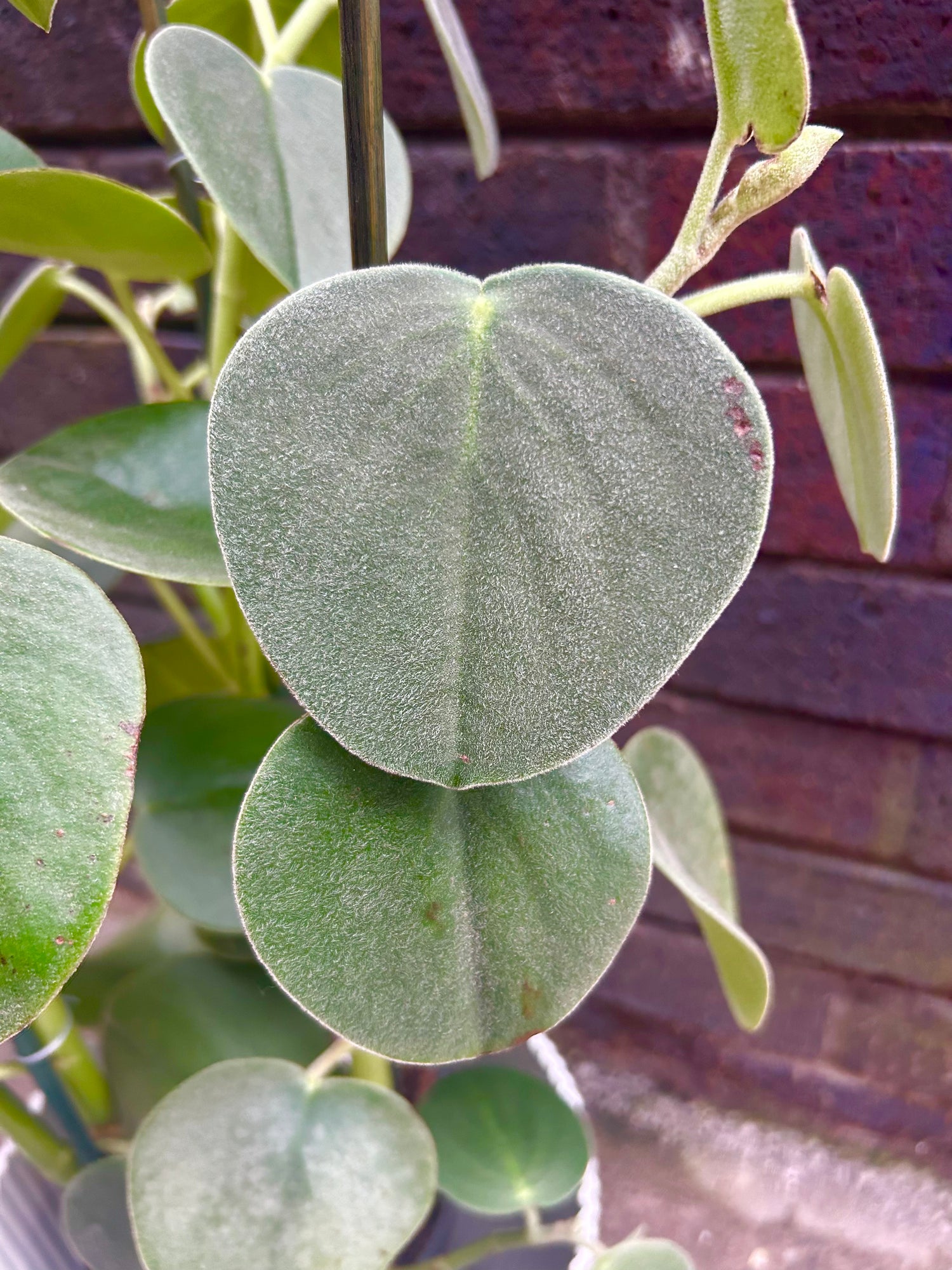 Peperomia Hovaria UNIQUE FIND / STAFF FAV !