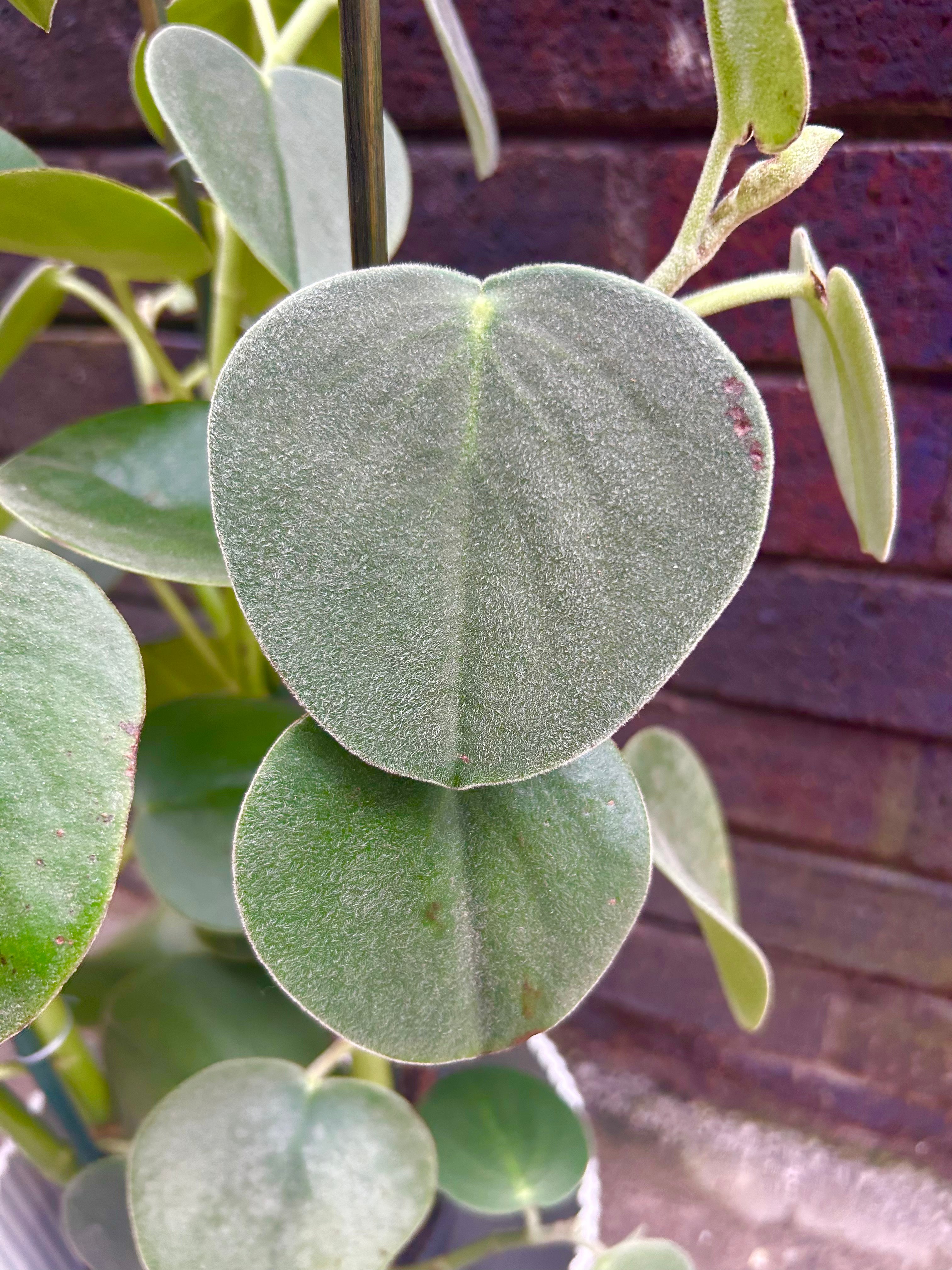 Peperomia Hovaria UNIQUE FIND / STAFF FAV !