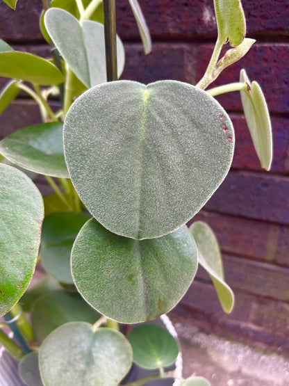 Peperomia Hovaria UNIQUE FIND / STAFF FAV !