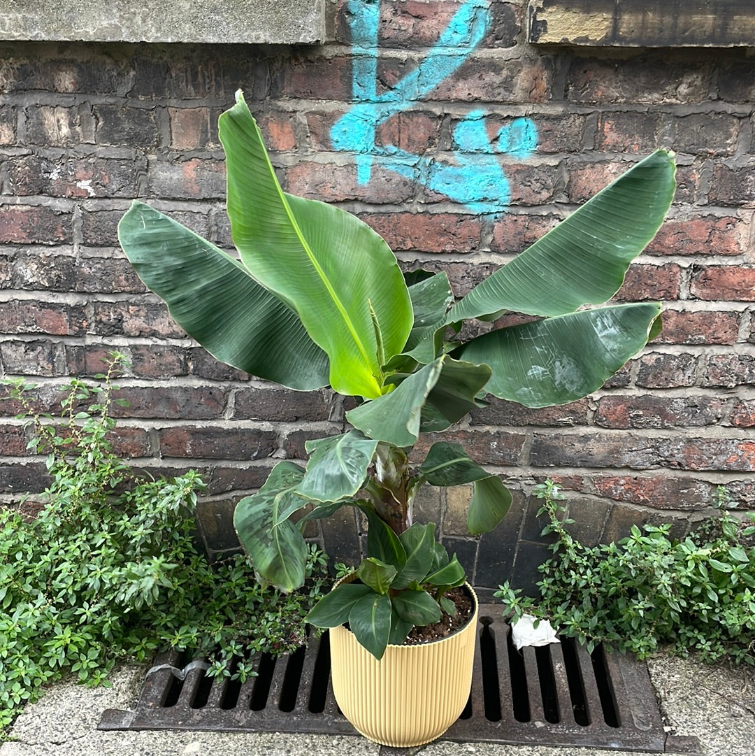 Musa Tropicana