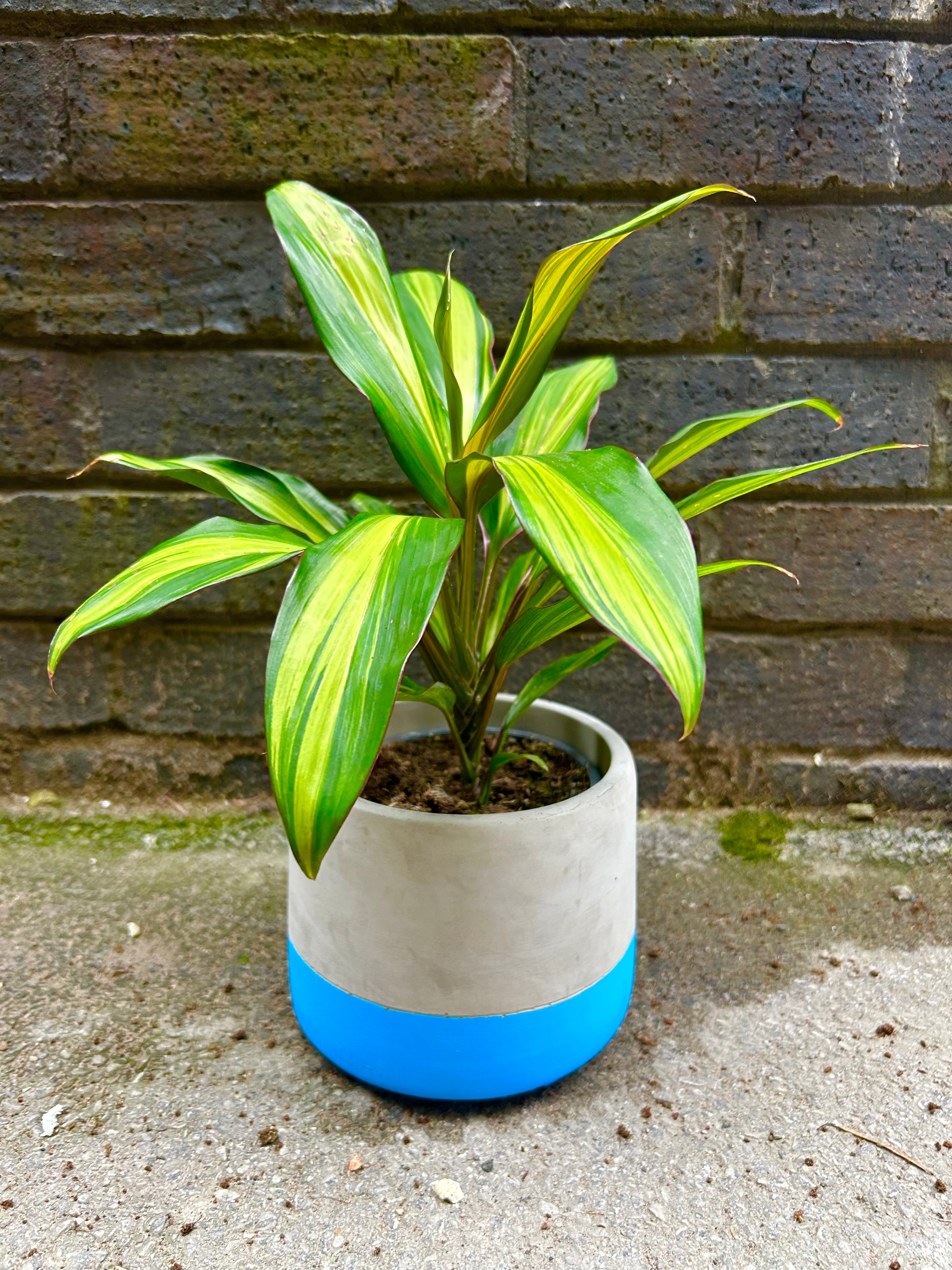 Cordyline Kiwi