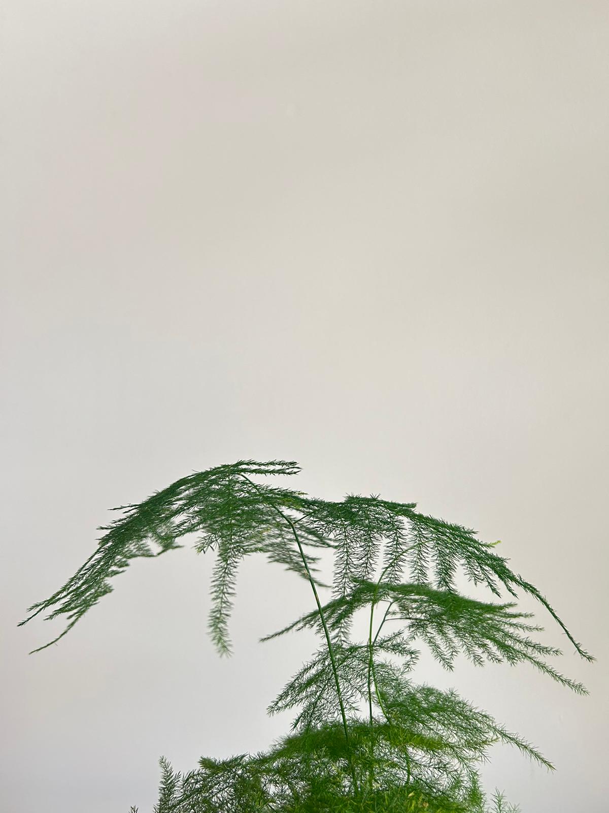 Asparagus Fern Kokedama