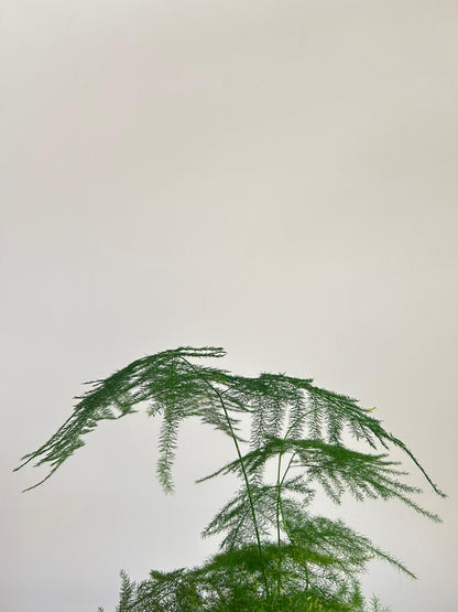 Asparagus Fern Kokedama