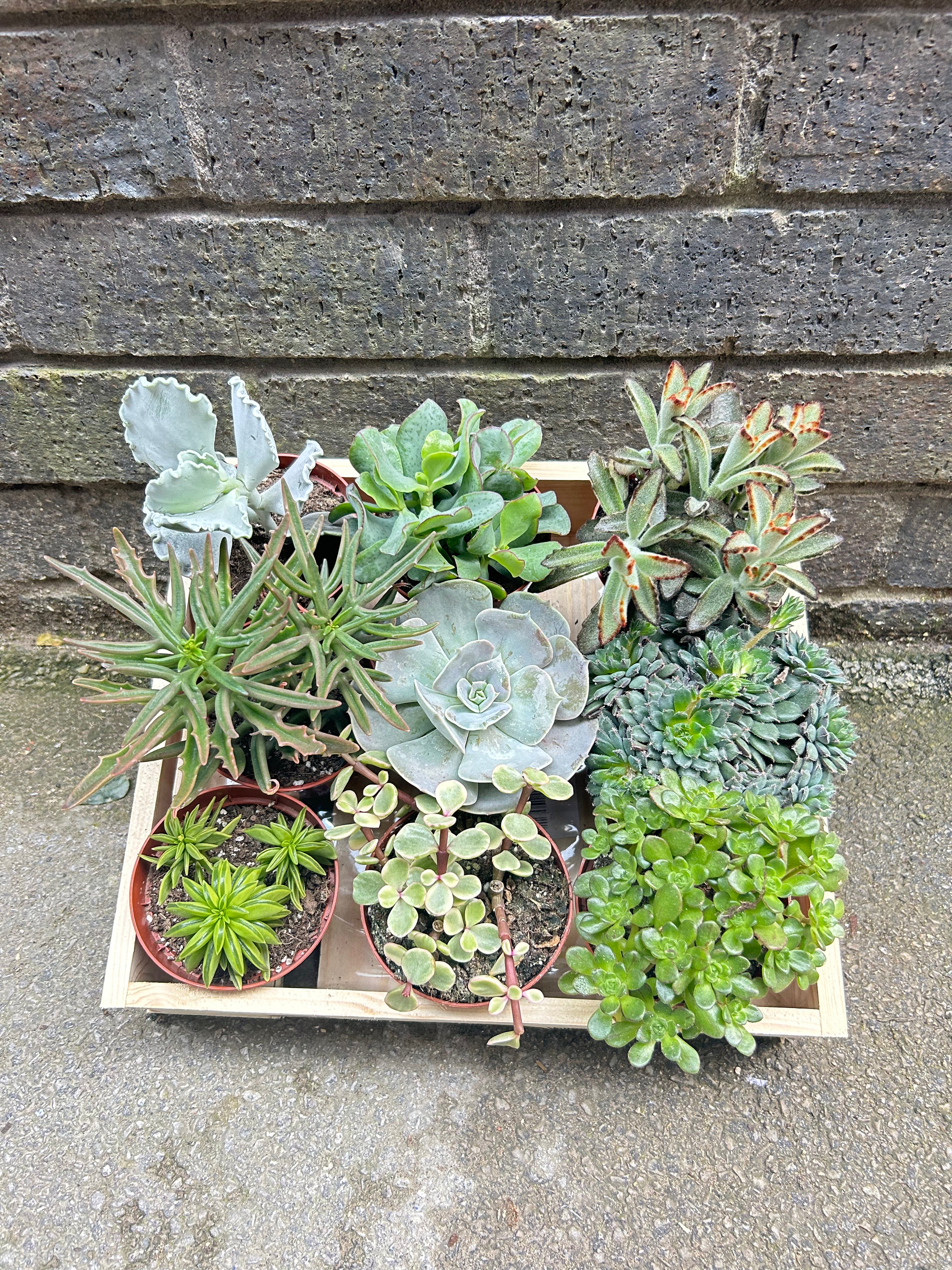 Succulent Lucky Dip