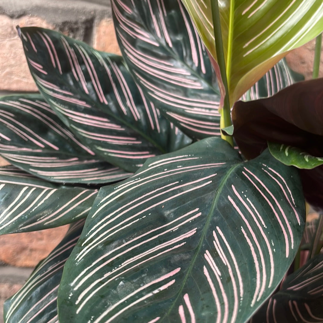 Calathea Ornata