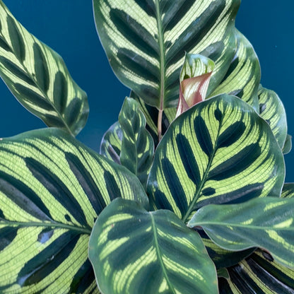 Calathea Makoyana