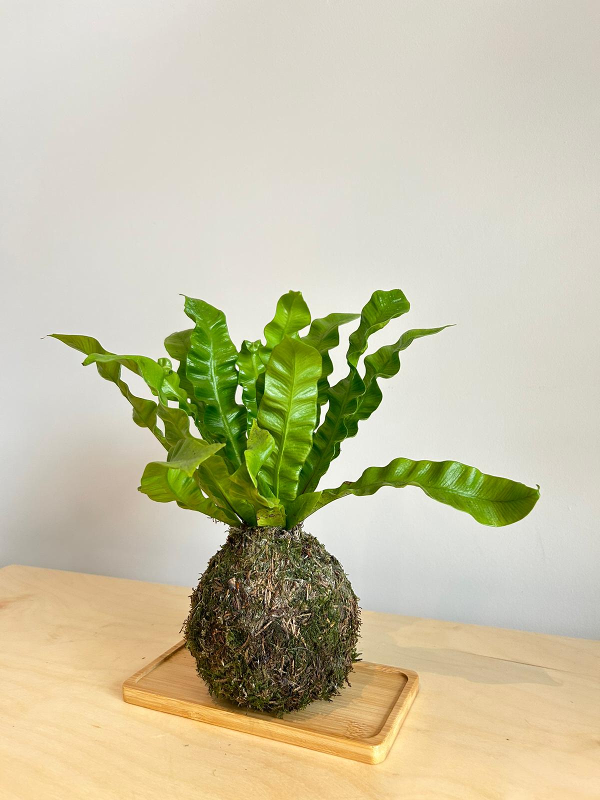 Bird nest Fern Kokedama
