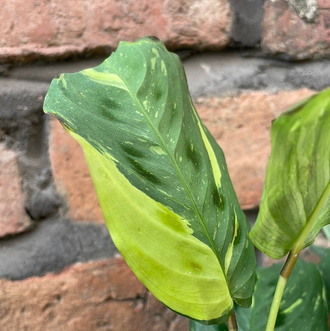 Maranta Lucky Dip