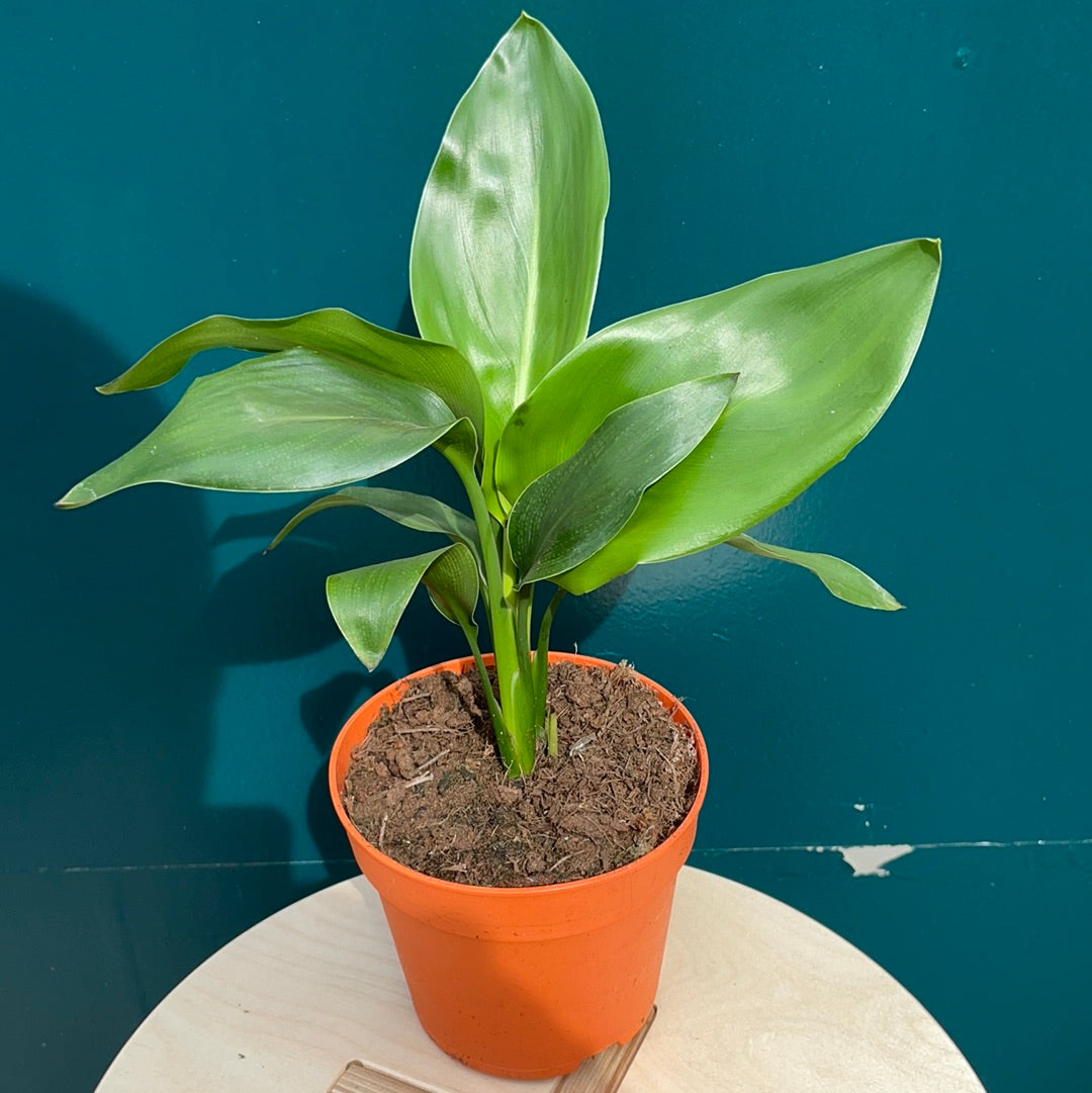 Strelitzia Reginae