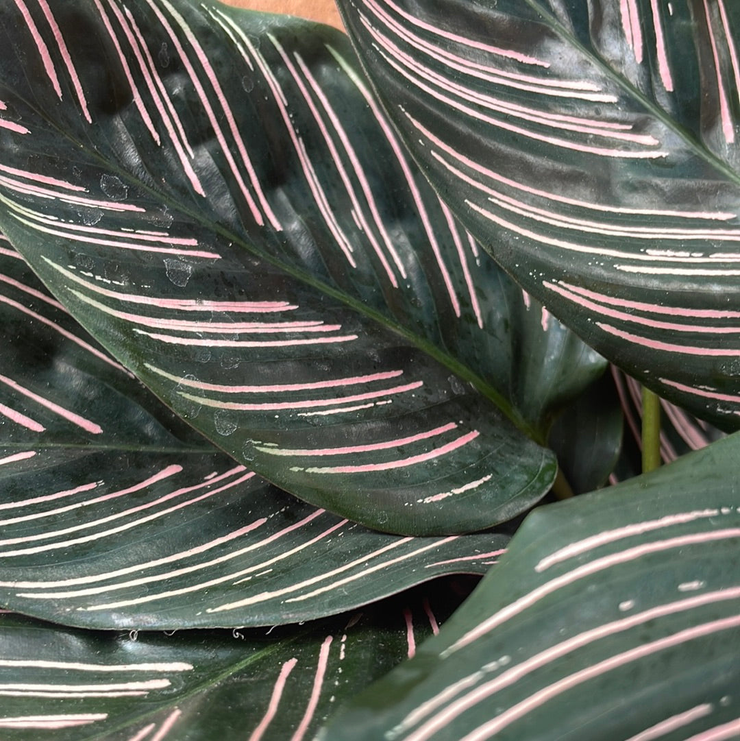 Calathea Ornata