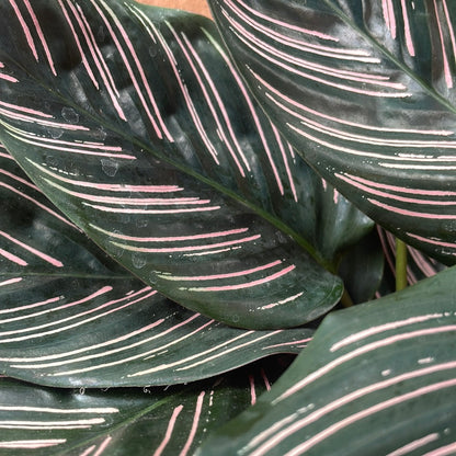 Calathea Ornata