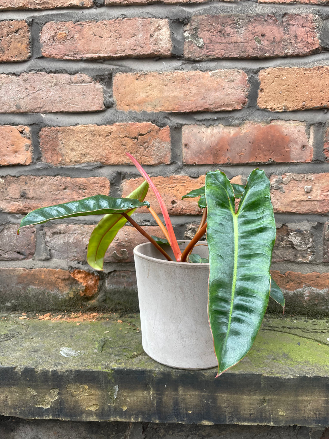 Philodendron Billietiae