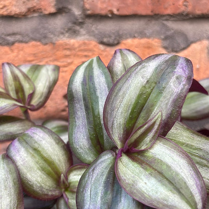 Tradescantia Zebra