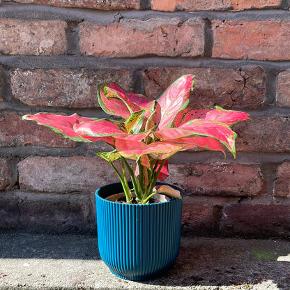 Aglaonema Pink