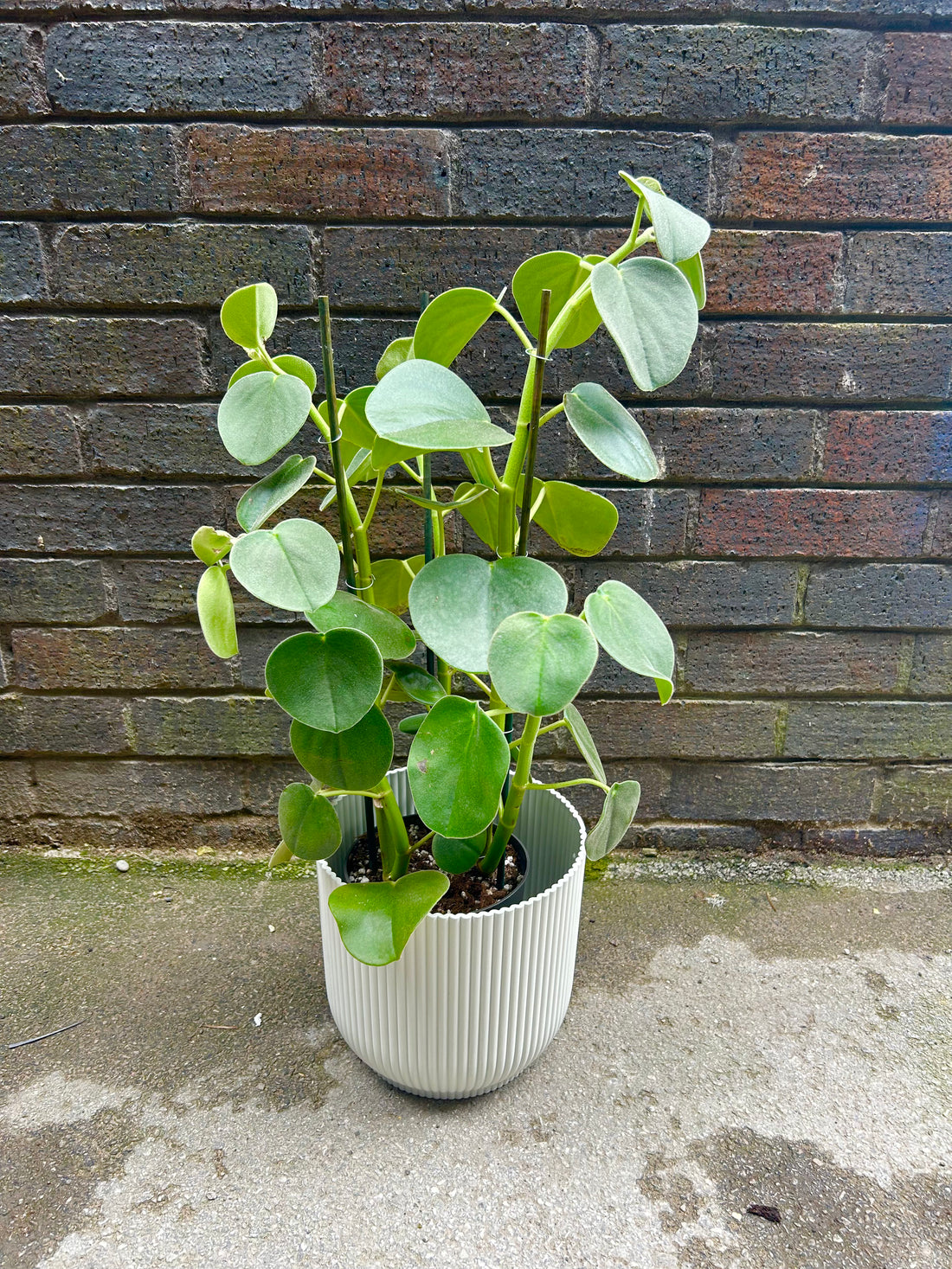 Peperomia Hovaria UNIQUE FIND / STAFF FAV !