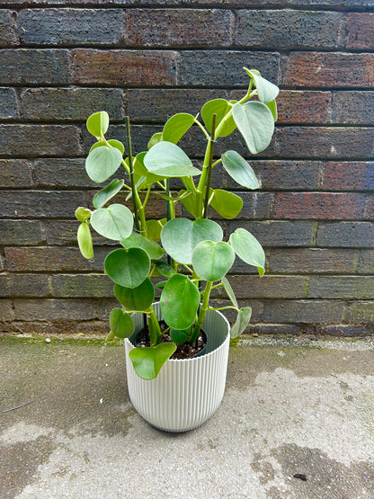 Peperomia Hovaria UNIQUE FIND / STAFF FAV !