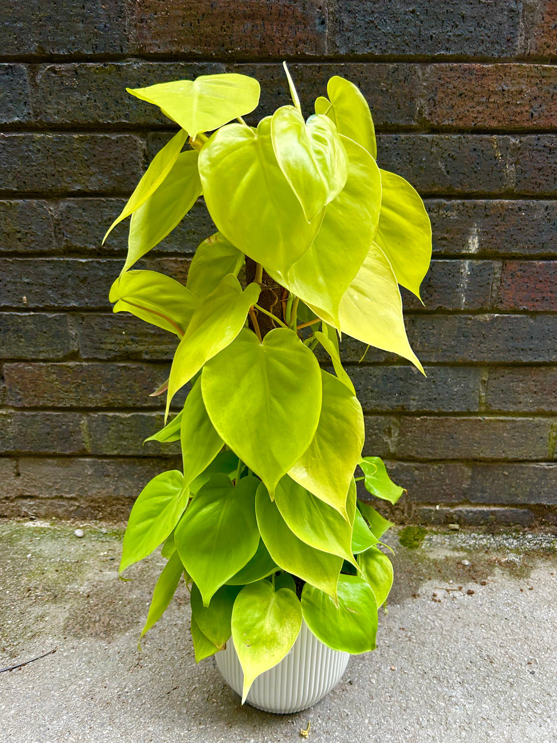 Philodendron Scandens &