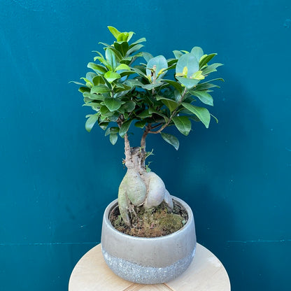 Ficus Ginseng in Pot