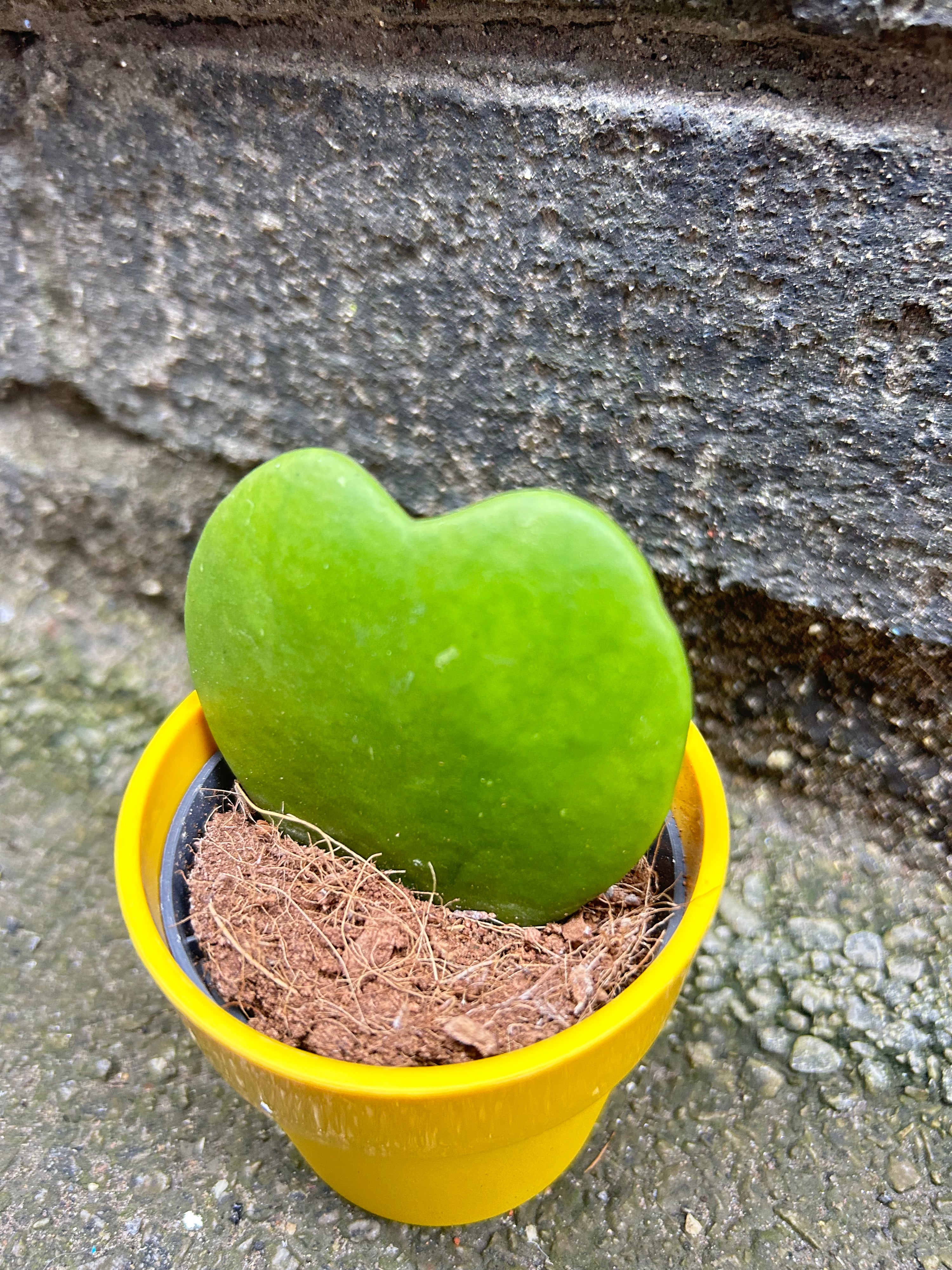 Hoya Kerrii