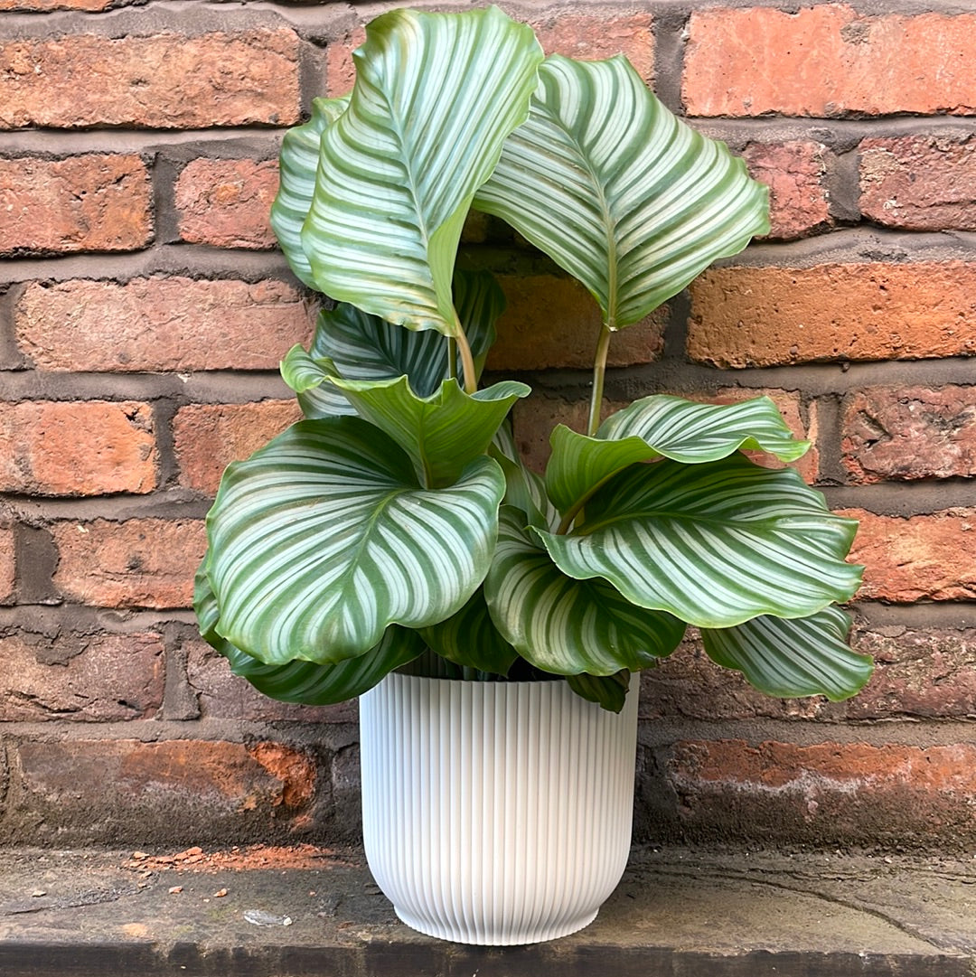 Calathea orbifolia