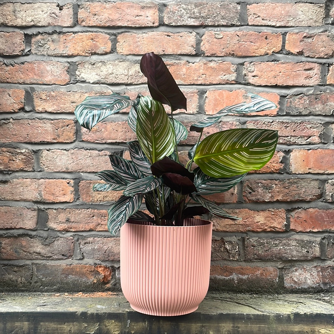 Calathea Ornata