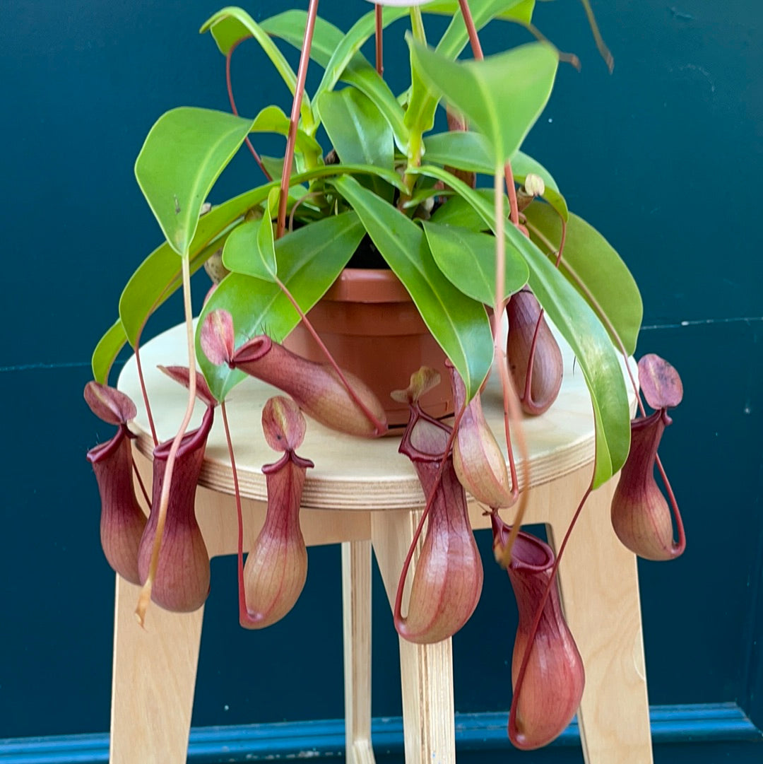 Nepenthes Monkey Jar